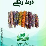 بذر ذرت رنگی درشت