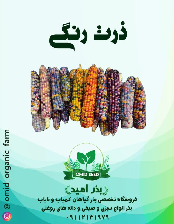 بذر ذرت رنگی درشت - تصویر 1