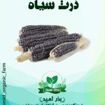 بذر ذرت سیاه