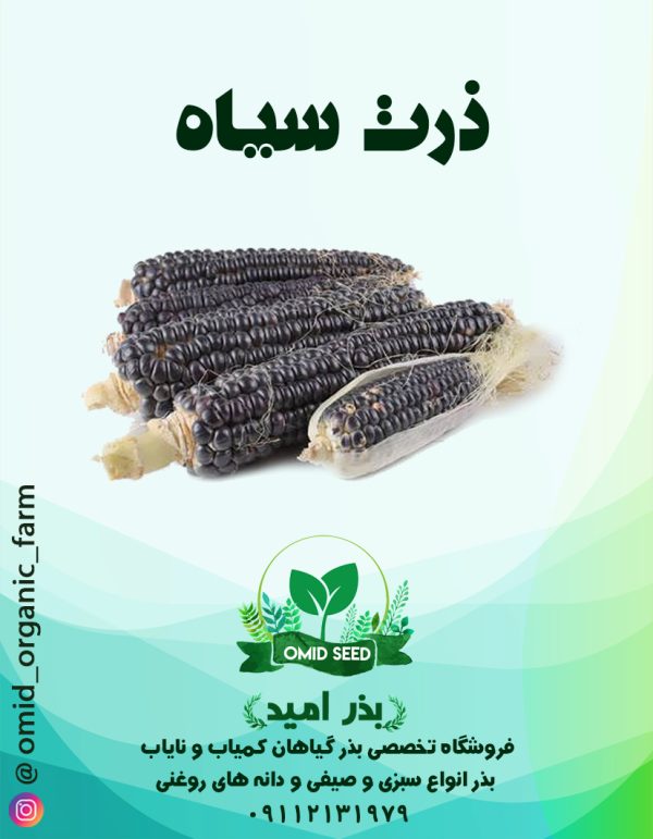 بذر ذرت سیاه - تصویر 1