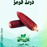 بذر ذرت قرمز