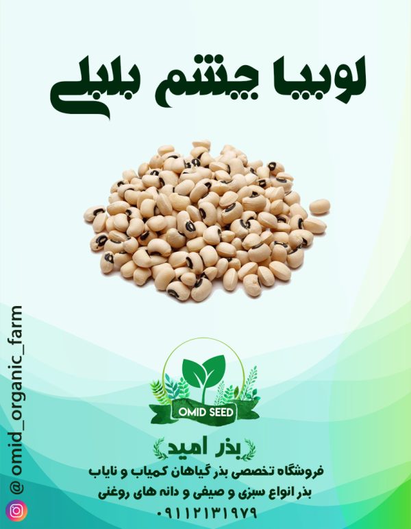 بذر لوبیا چشم بلبلی - تصویر 1