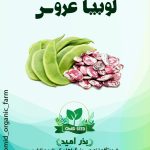 بذر لوبیا عروس قهوه ایی