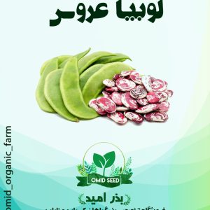 بذر لوبیا عروس قهوه ایی