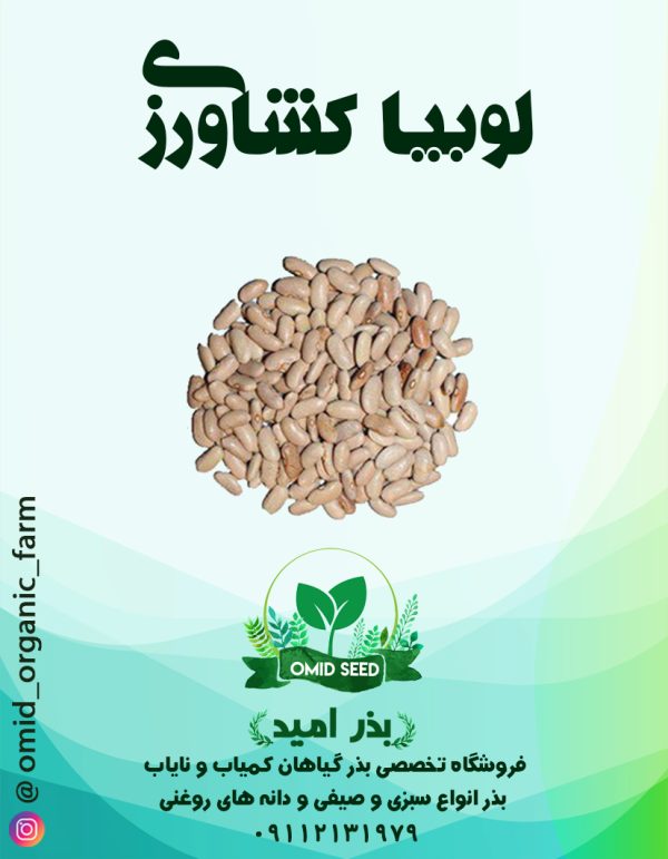 بذر لوبیا کشاورزی - تصویر 1