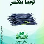 بذر لوبیا سیاه