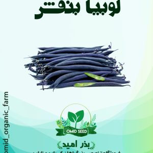 بذر لوبیا سیاه