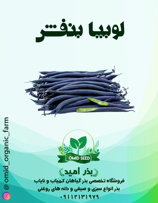 بذر لوبیا سیاه - تصویر 1