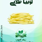 بذر لوبیا طلایی