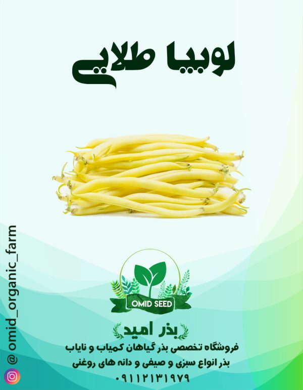 بذر لوبیا طلایی - تصویر 1