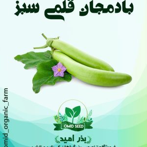 بذر بادمجان قلمی سبز