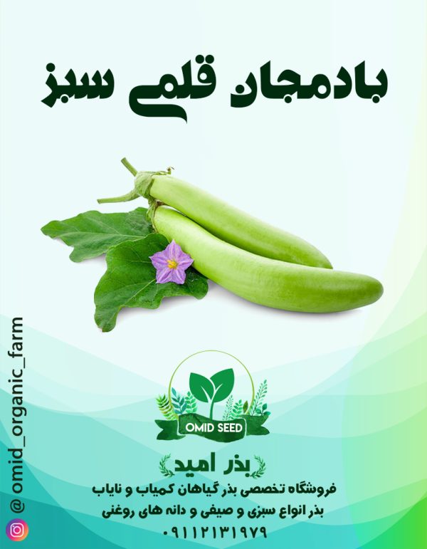 بذر بادمجان قلمی سبز - تصویر 1