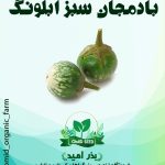 بذر بادمجان سبز آبلونگ