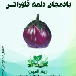 بذر بادمجان فلورانس
