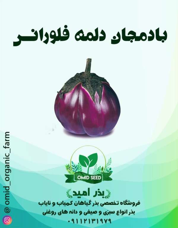 بذر بادمجان فلورانس - تصویر 1