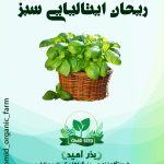 بذر ریحان ایتالیایی سبز
