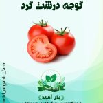 بذر گوجه درشت گرد استاندارد