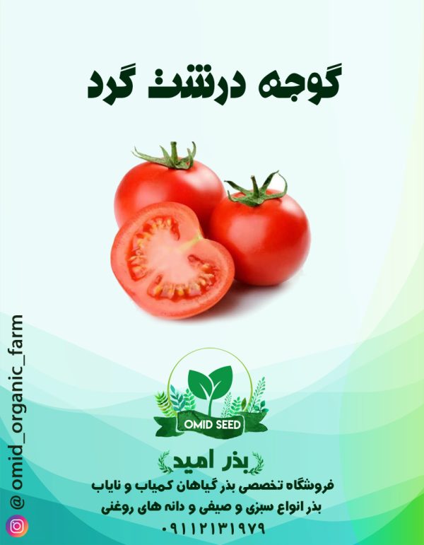 بذر گوجه درشت گرد استاندارد - تصویر 1