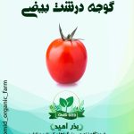 بذر گوجه درشت بیضی