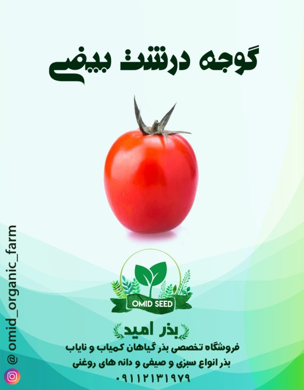 بذر گوجه درشت بیضی - تصویر 1