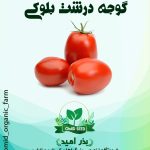 بذر گوجه درشت بلوکی ( کاملا کشیده )