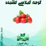 بذر گوجه گیلاسی کشیده ( زیتونی فضای باز )