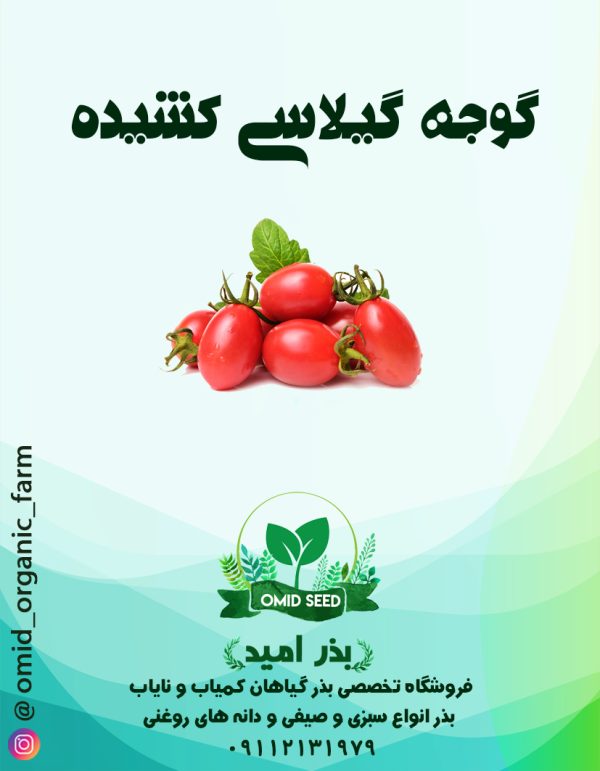 بذر گوجه گیلاسی کشیده ( زیتونی فضای باز ) - تصویر 1
