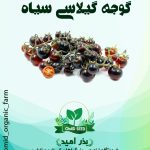 بذر گوجه چری سیاه و قرمز