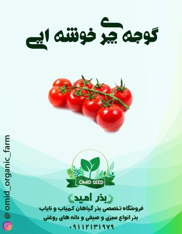 بذر گوجه چری ایتالیایی - تصویر 1