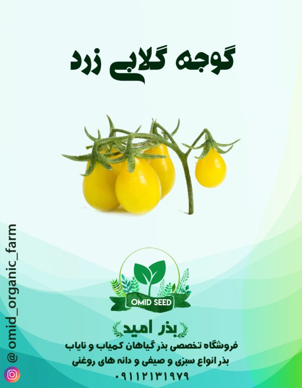 بذر گوجه گلابی زرد - تصویر 1