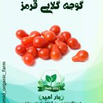 بذر گوجه گلابی قرمز