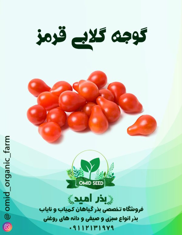 بذر گوجه گلابی قرمز - تصویر 1
