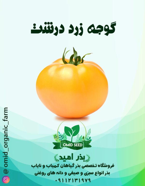بذر گوجه زرد درشت - تصویر 1