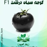 بذر گوجه سیاه F1 ایرانی