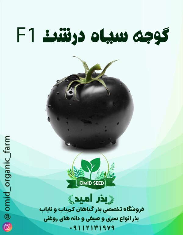 بذر گوجه سیاه F1 ایرانی - تصویر 1