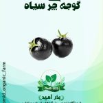 بذر گوجه چری سیاه