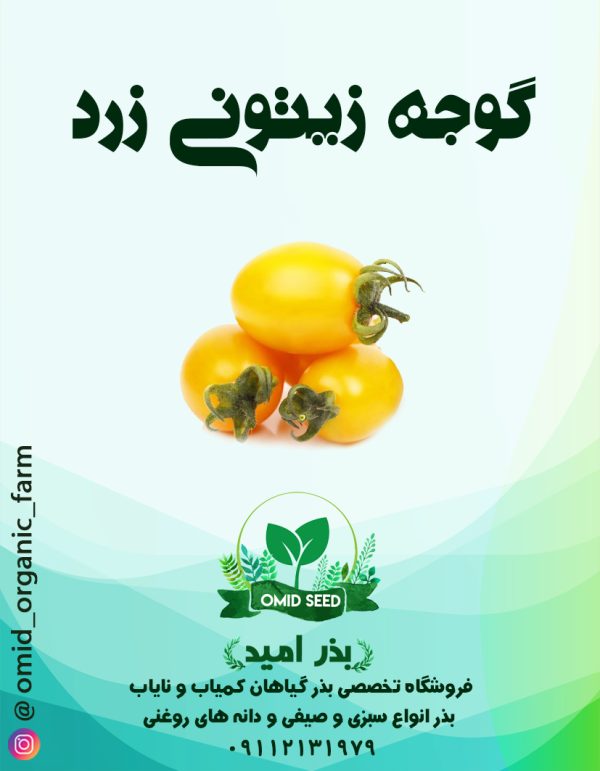 بذر گوجه زیتونی زرد - تصویر 1