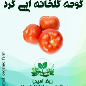 بذر گوجه گلخانه ایی درشت RZ هیبرید وارداتی