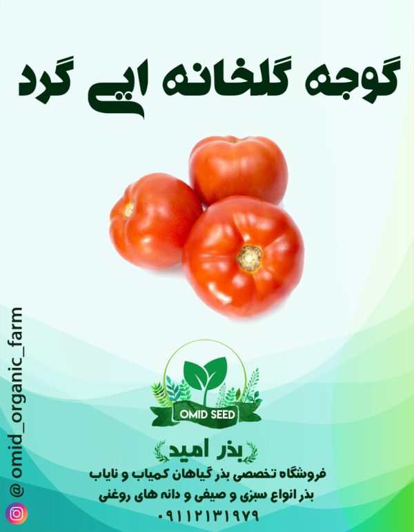 بذر گوجه گلخانه ایی درشت RZ هیبرید وارداتی - تصویر 1
