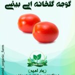 بذر گوجه گلخانه ایی کشیده RZ هیبرید وارداتی