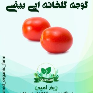 بذر گوجه گلخانه ایی کشیده RZ هیبرید وارداتی