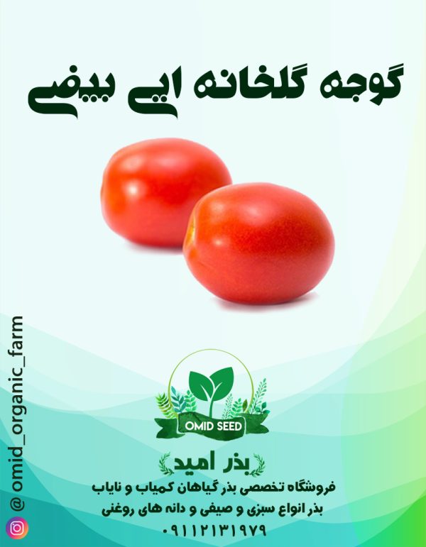 بذر گوجه گلخانه ایی کشیده RZ هیبرید وارداتی - تصویر 1
