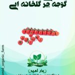 بذر گوجه گلخانه ایی چری RZ هیبرید وارداتی