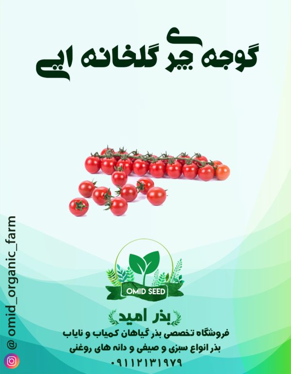 بذر گوجه گلخانه ایی چری RZ هیبرید وارداتی - تصویر 1