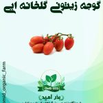 بذر گوجه زیتونی هیبرید گلخانه ایی