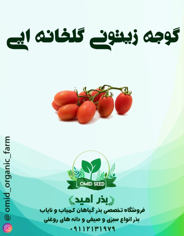 بذر گوجه زیتونی هیبرید گلخانه ایی - تصویر 1