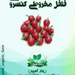 بذر فلفل گیلاسی مخروطی
