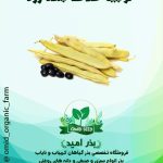بذر لوبیا غلاف بلند زرد