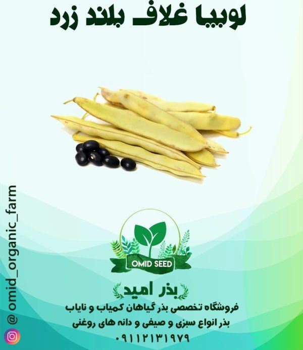 بذر لوبیا غلاف بلند زرد - تصویر 1