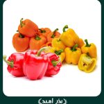 بذر فلفل دلمه رنگی استاندارد